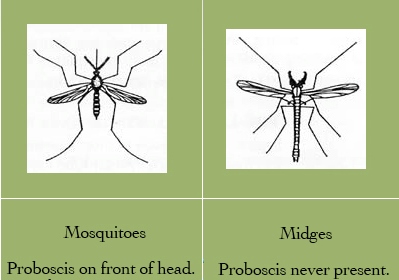 Mosquito vs Midge